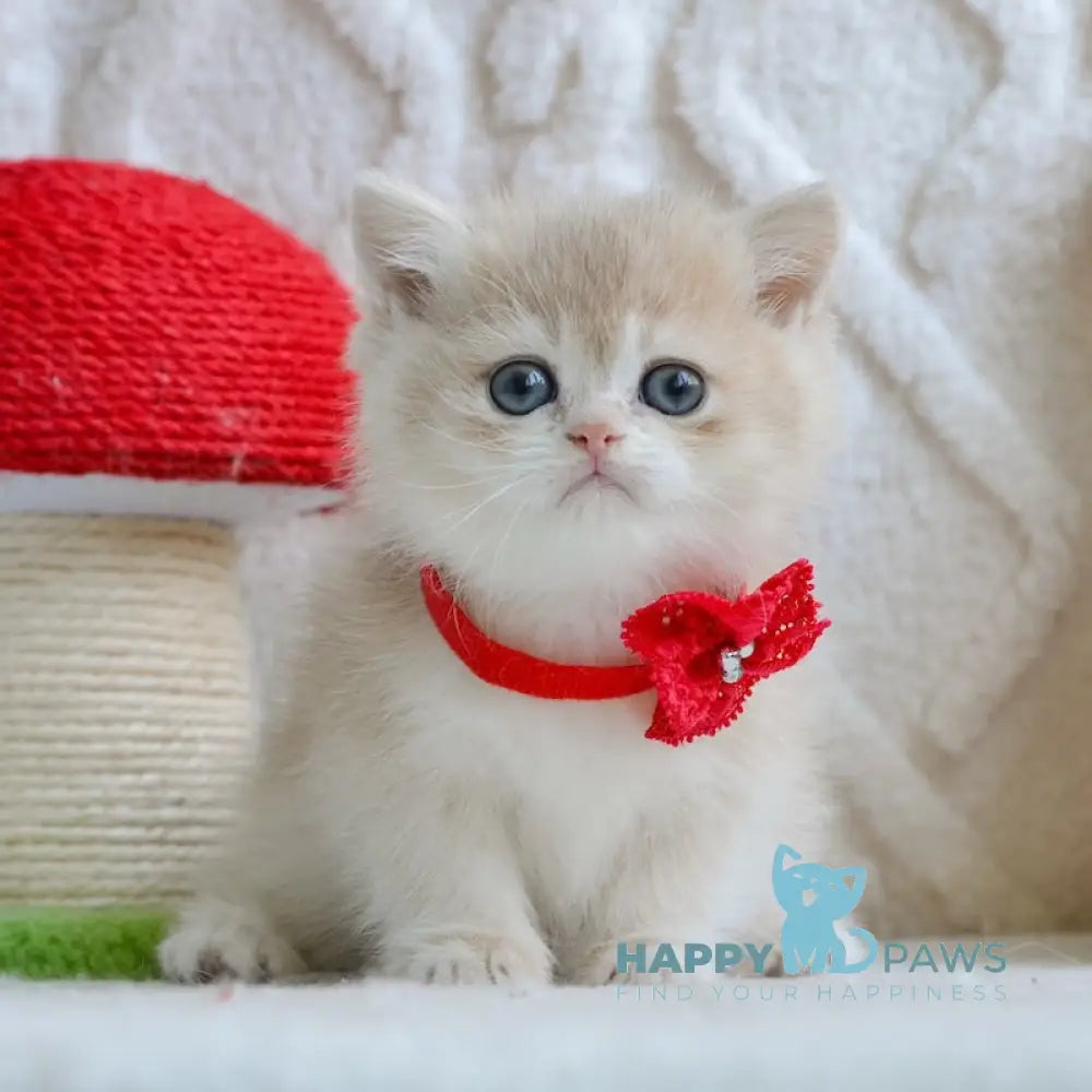 Yuna British Shorthair female blue golden chinchilla live animals