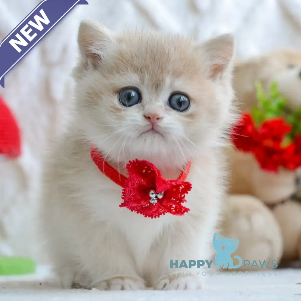 Yuna British Shorthair female blue golden chinchilla live animals