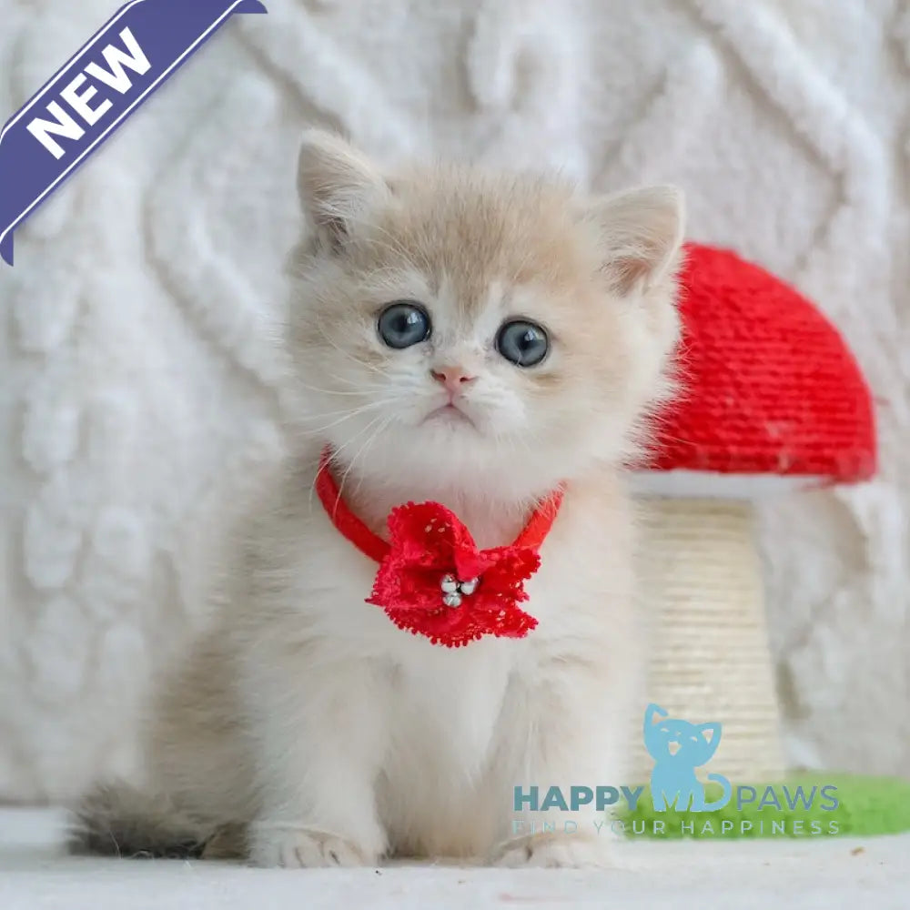 Yuna British Shorthair female blue golden chinchilla live animals