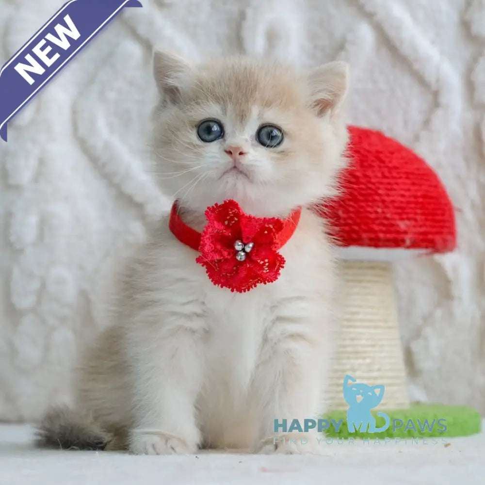 Yuna British Shorthair female blue golden chinchilla live animals