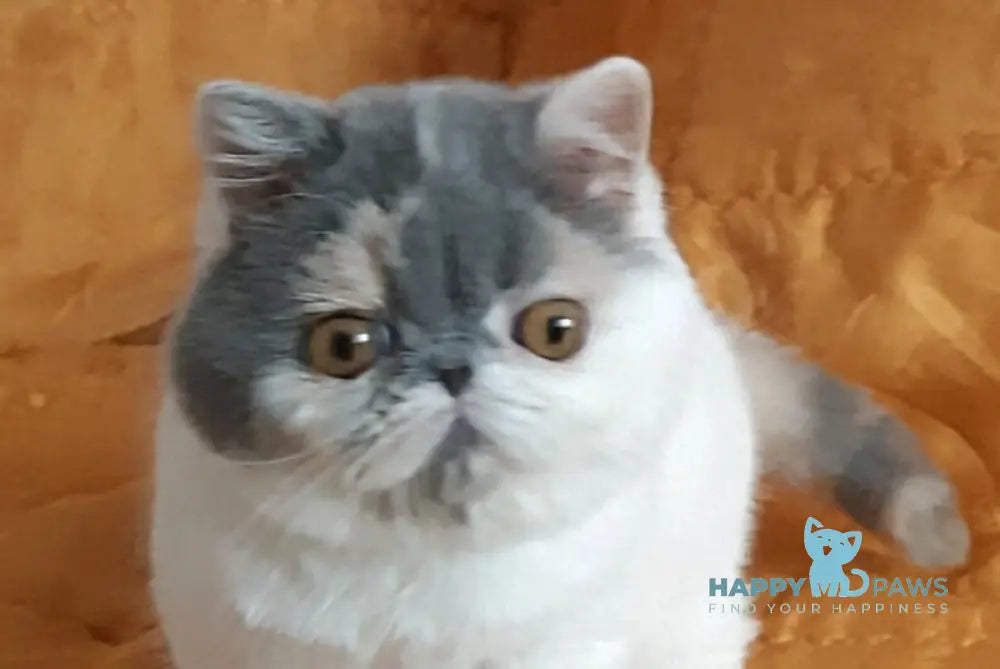 Yuna Exotic female blue tortie van live animals