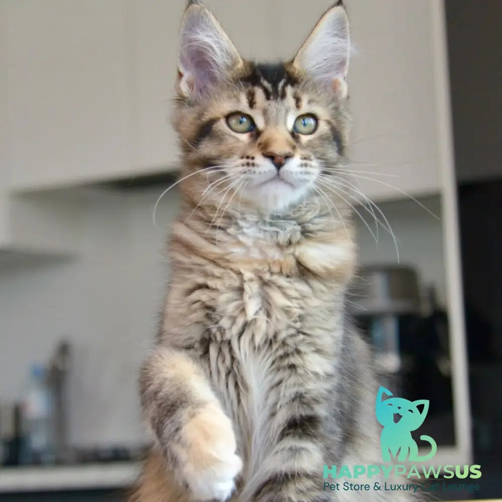 Yuna Maine Coon female black tabby - live animals