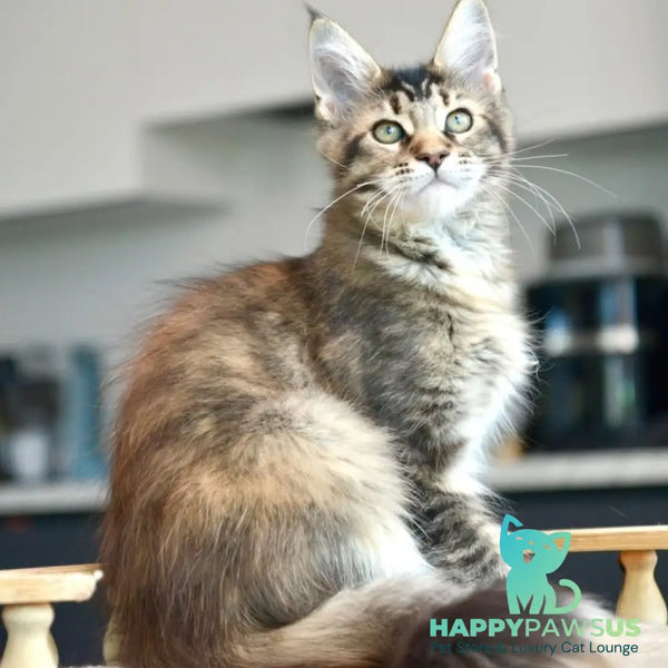 Yuna Maine Coon female black tabby - live animals