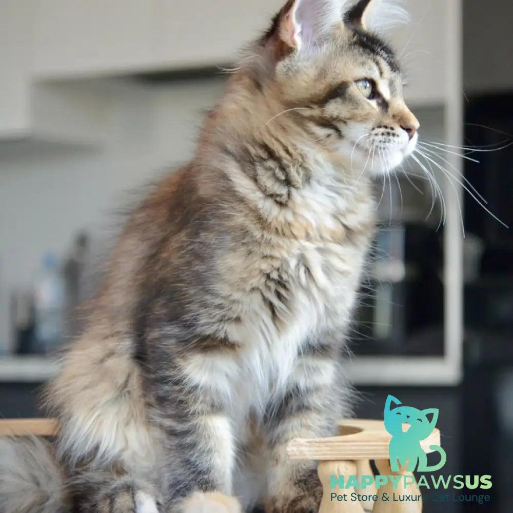 Yuna Maine Coon female black tabby - live animals