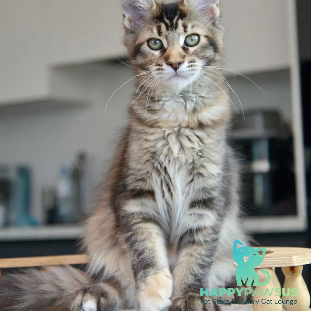 Yuna Maine Coon female black tabby - live animals