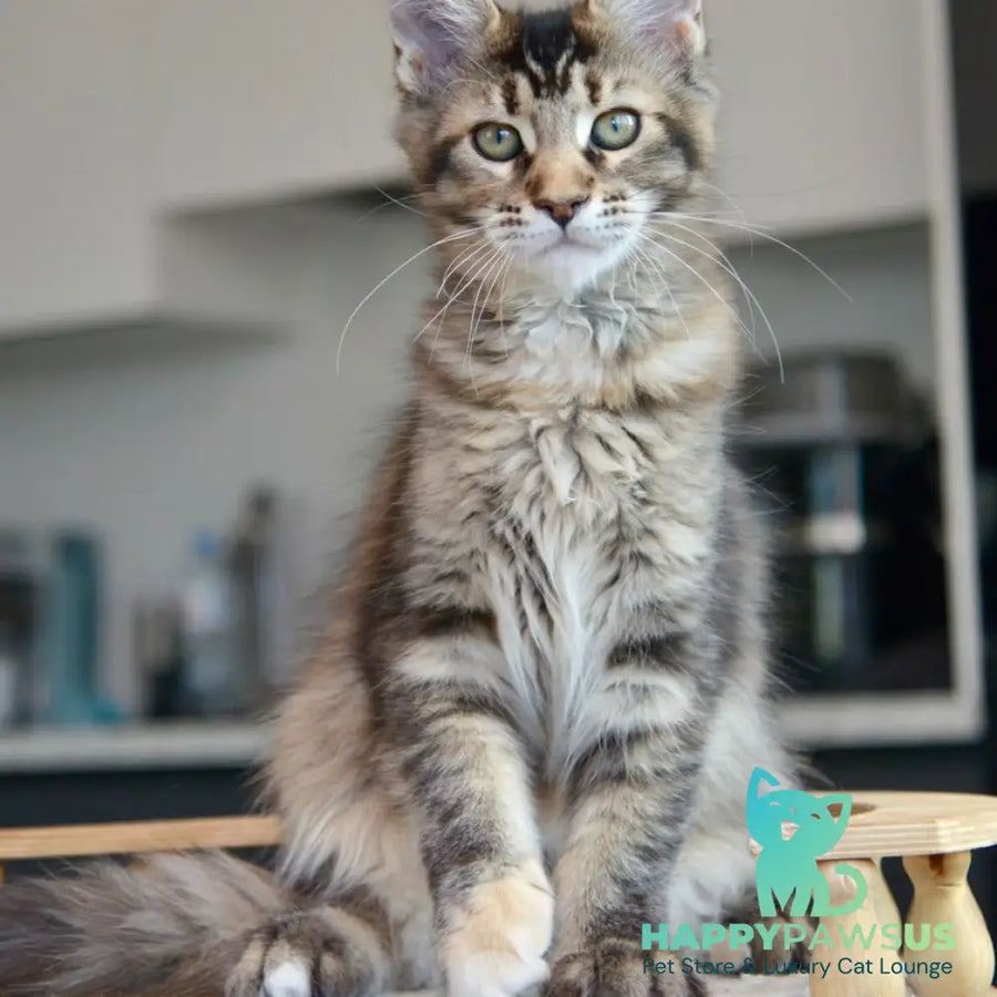 Yuna Maine Coon female black tabby - live animals