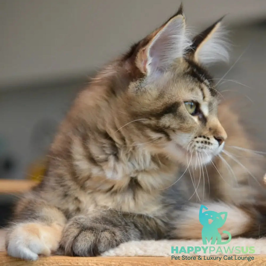 Yuna Maine Coon female black tabby - live animals