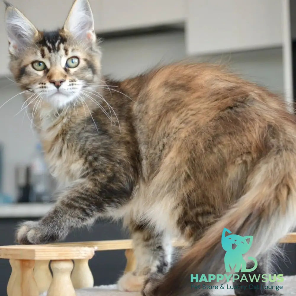 Yuna Maine Coon female black tabby - live animals