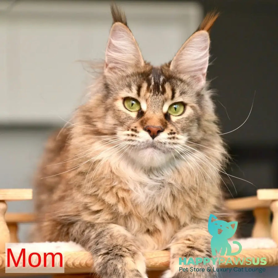 Yuna Maine Coon female black tabby - live animals