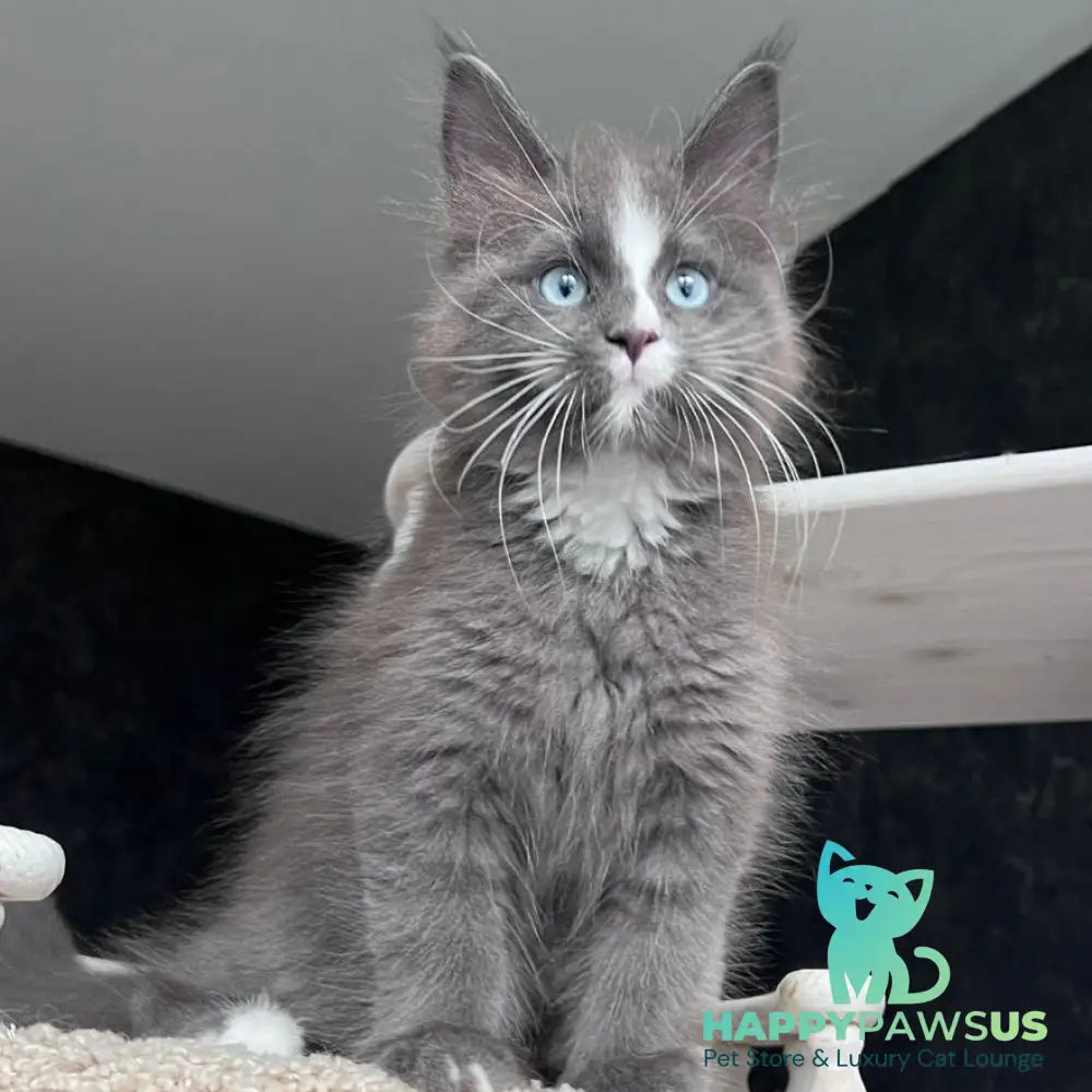 Yuna Maine Coon female blue with white - live animals