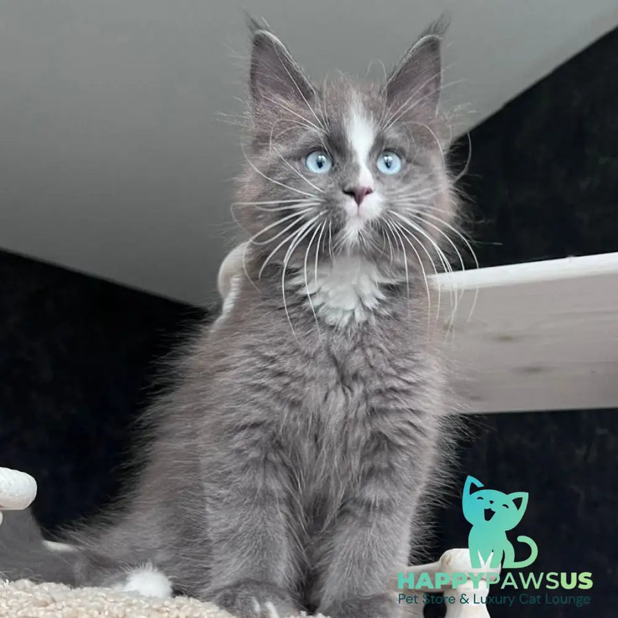 Yuna Maine Coon female blue with white - live animals