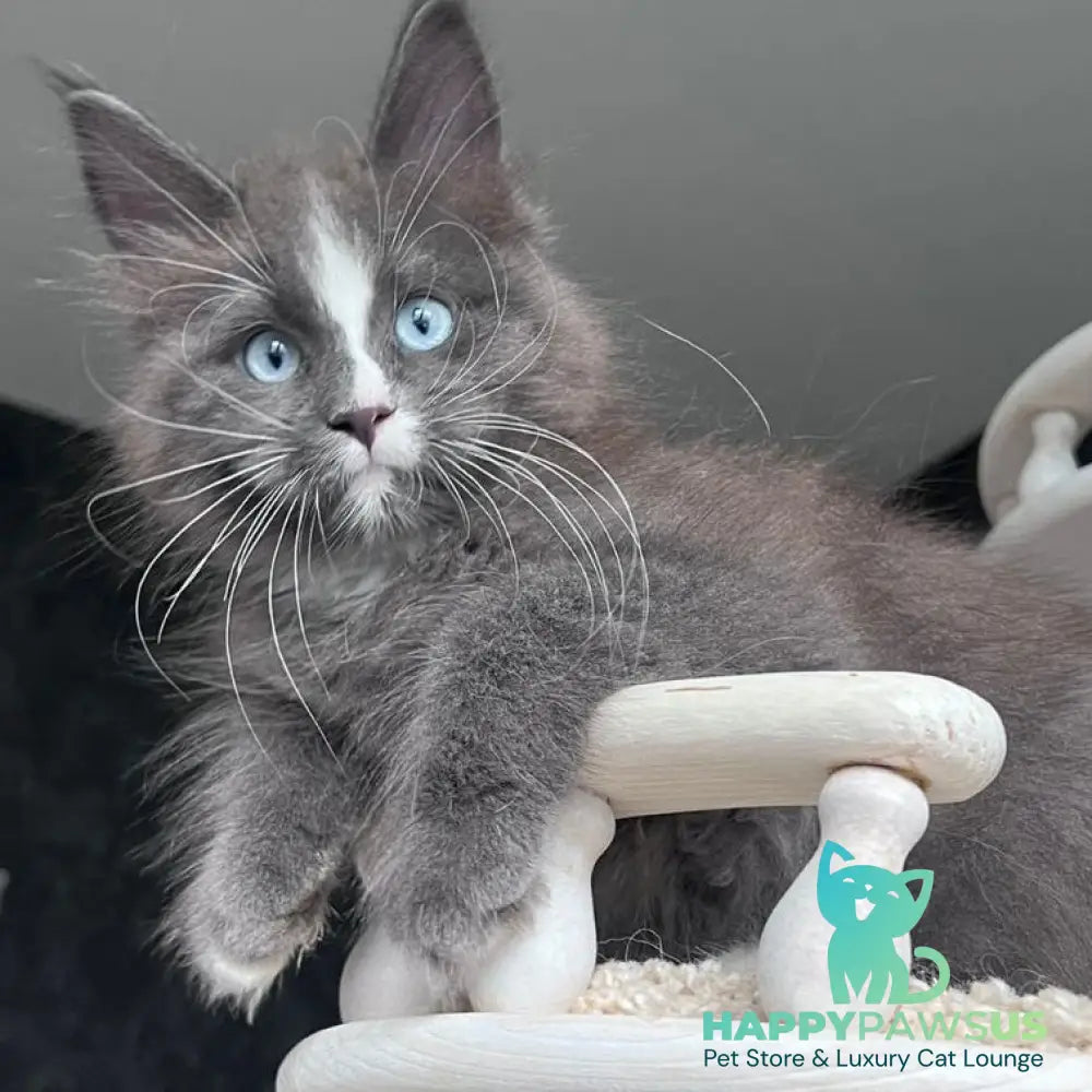 Yuna Maine Coon female blue with white - live animals