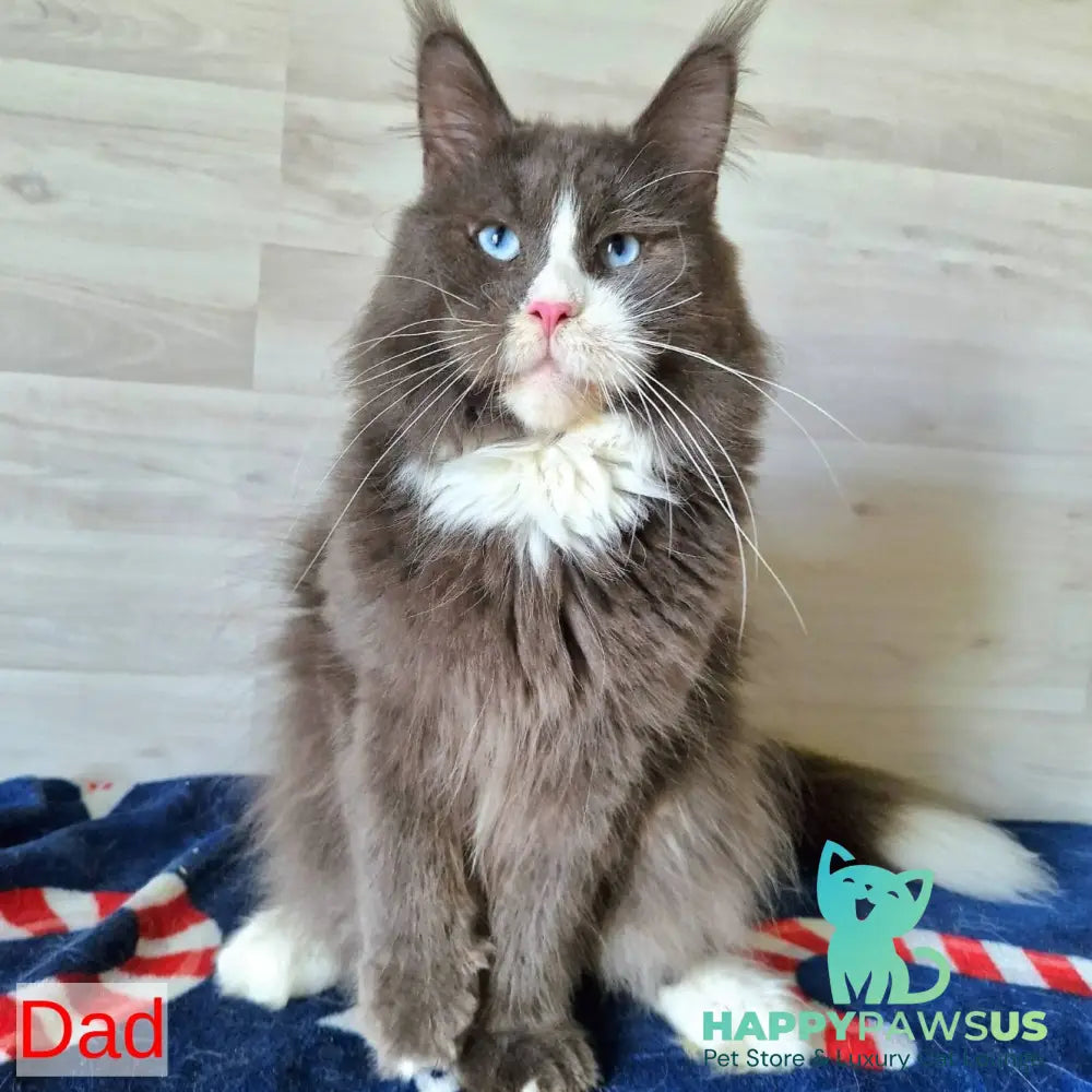 Yuna Maine Coon female blue with white - live animals