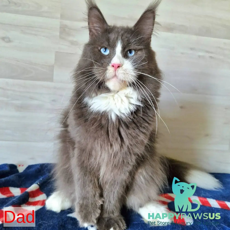 Yuna Maine Coon female blue with white - live animals