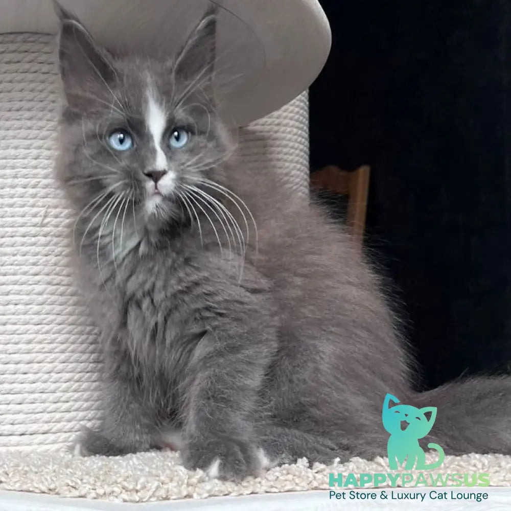 Yuna Maine Coon female blue with white - live animals