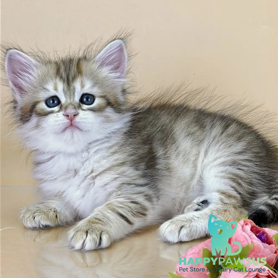 Yuna Siberian female black golden tabby - live animals