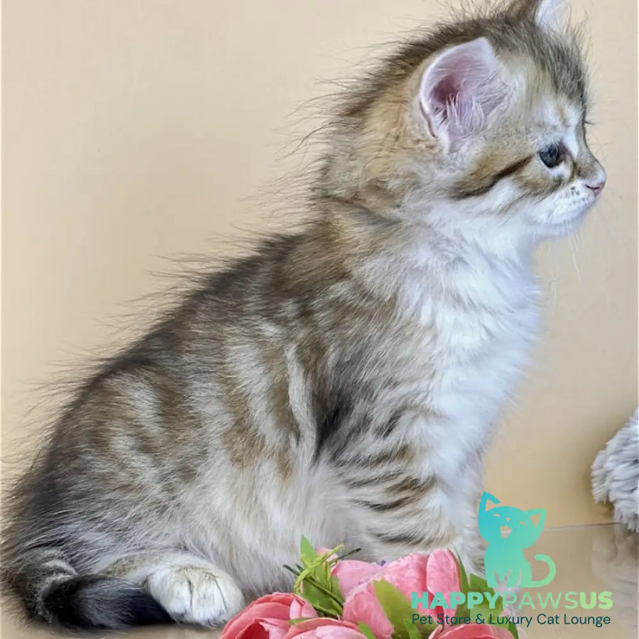 Yuna Siberian female black golden tabby - live animals
