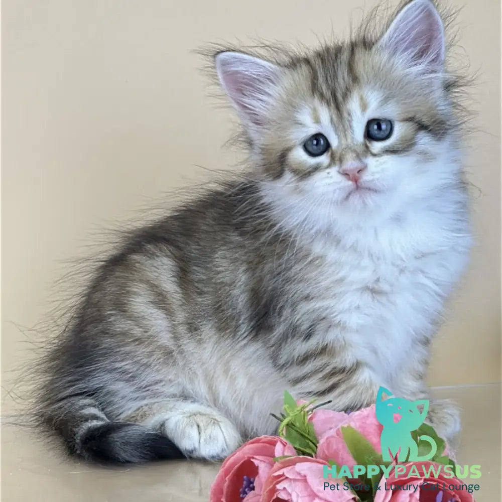 Yuna Siberian female black golden tabby - live animals