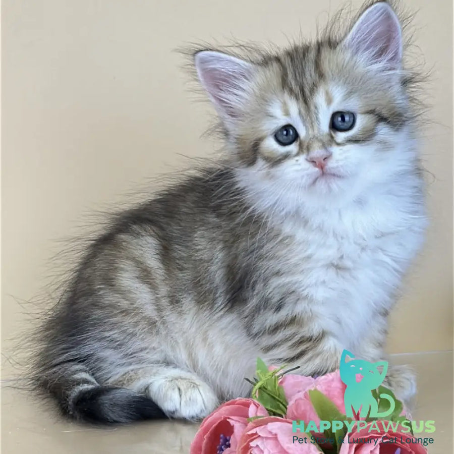 Yuna Siberian female black golden tabby - live animals