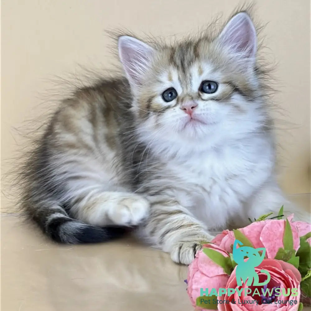 Yuna Siberian female black golden tabby - live animals