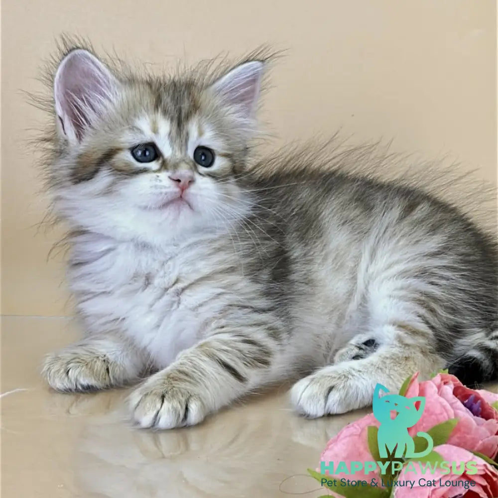 Yuna Siberian female black golden tabby - live animals