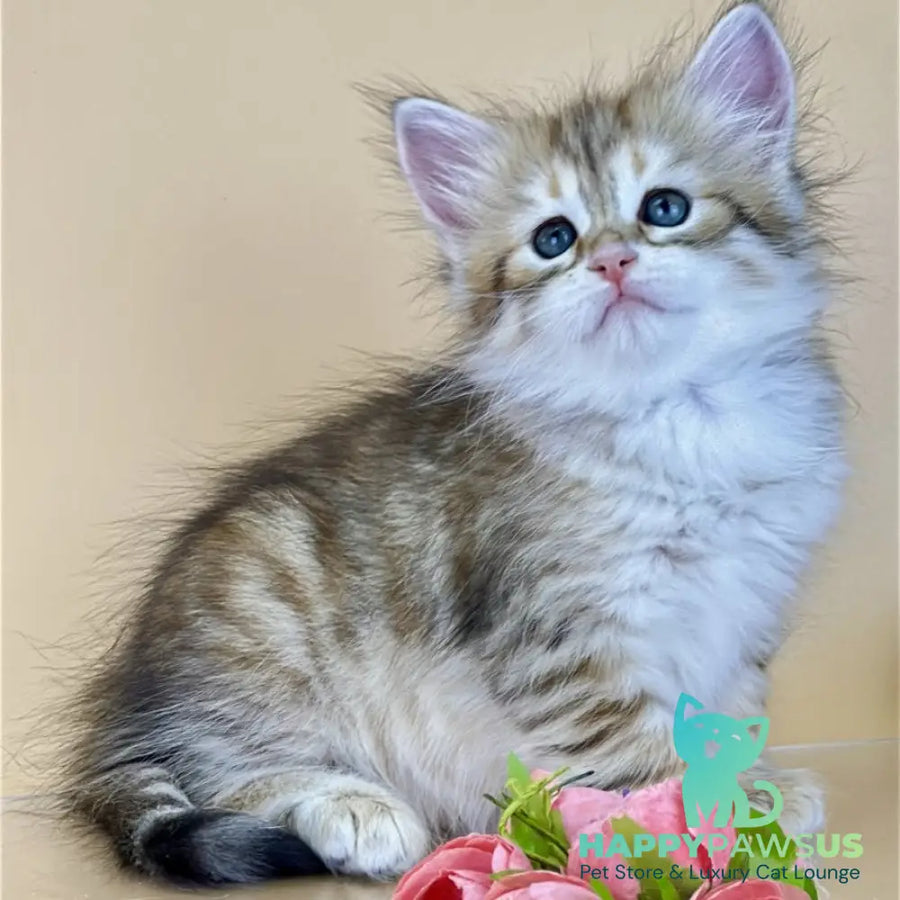 Yuna Siberian female black golden tabby - live animals