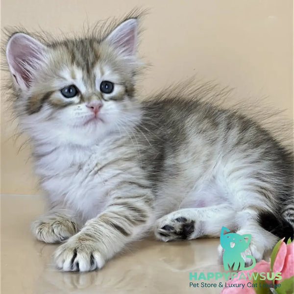 Yuna Siberian female black golden tabby - live animals