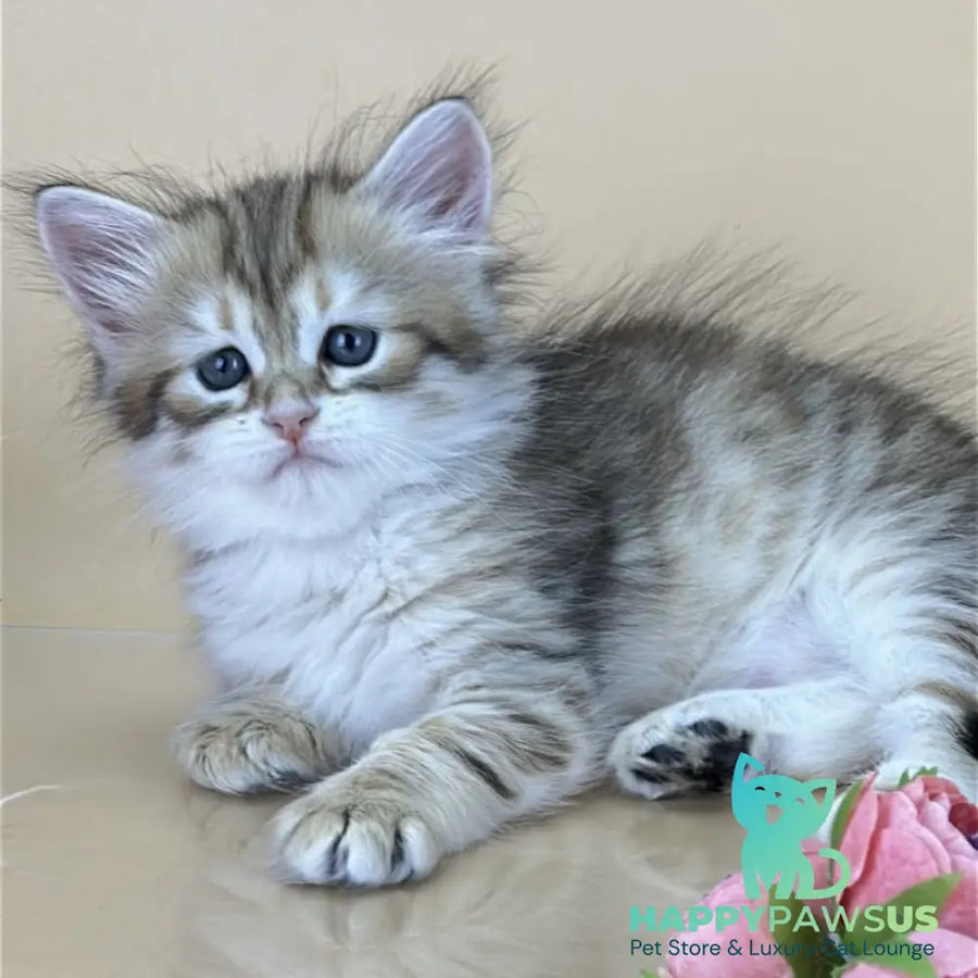 Yuna Siberian female black golden tabby - live animals