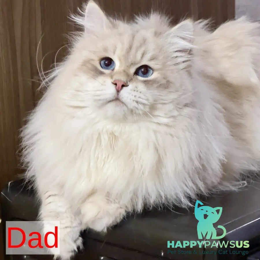 Yuna Siberian female black golden tabby - live animals