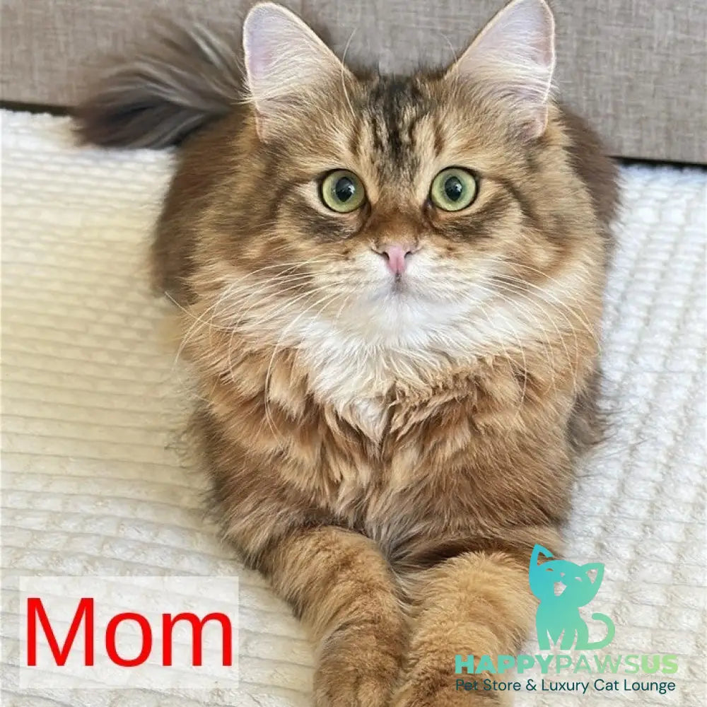 Yuna Siberian female black golden tabby - live animals