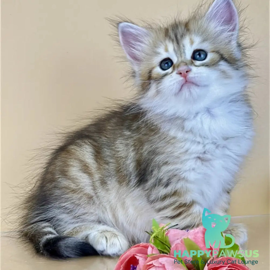 Yuna Siberian female black golden tabby - live animals