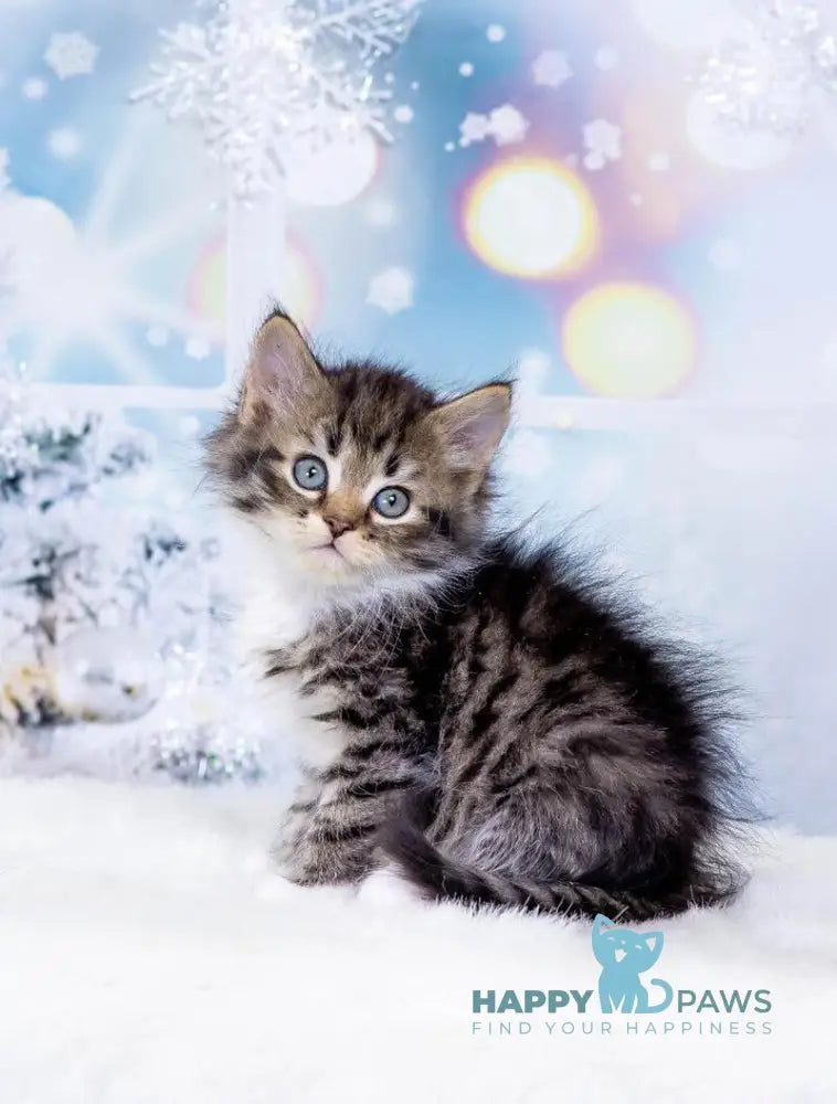 Yunior Siberian male black bicolour spotted tabby live animals