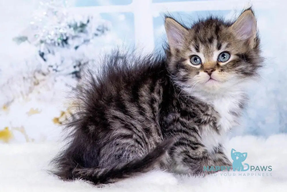 Yunior Siberian male black bicolour spotted tabby live animals