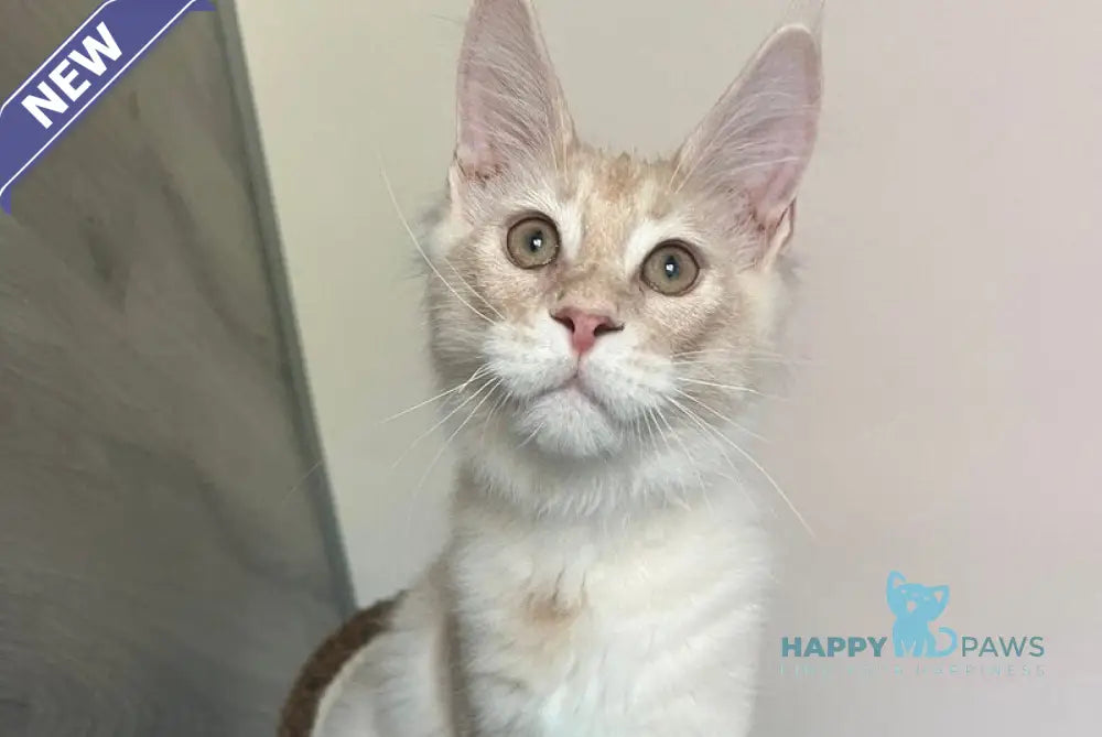 Yunus Maine Coon male cream silver live animals