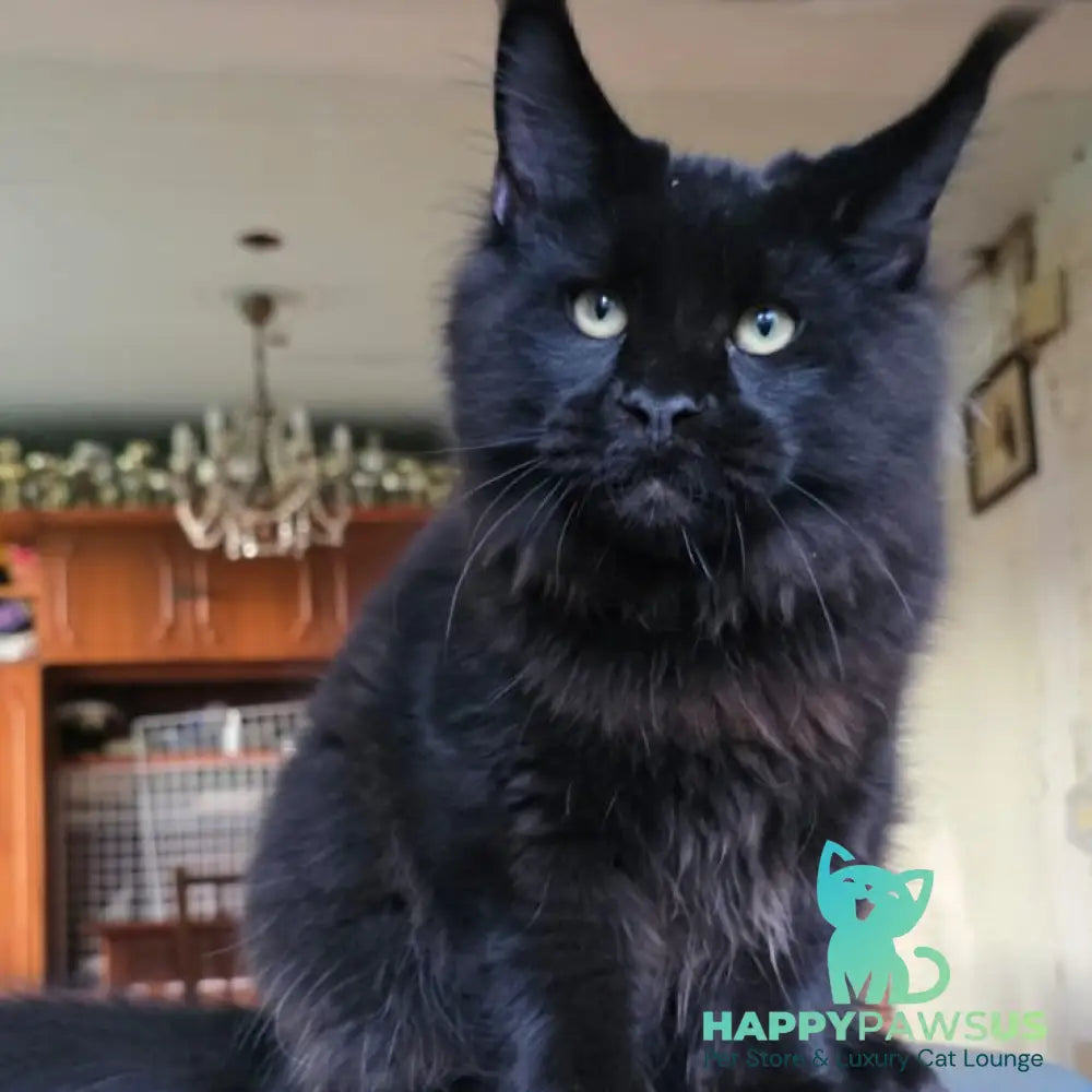 Yuppi Maine Coon male black - live animals