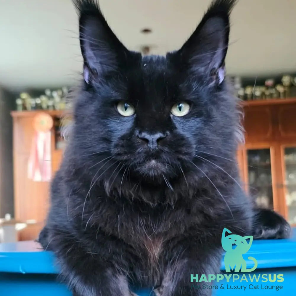 Yuppi Maine Coon male black - live animals