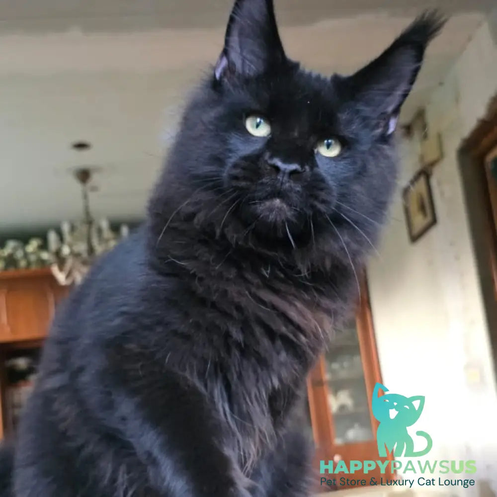 Yuppi Maine Coon male black - live animals