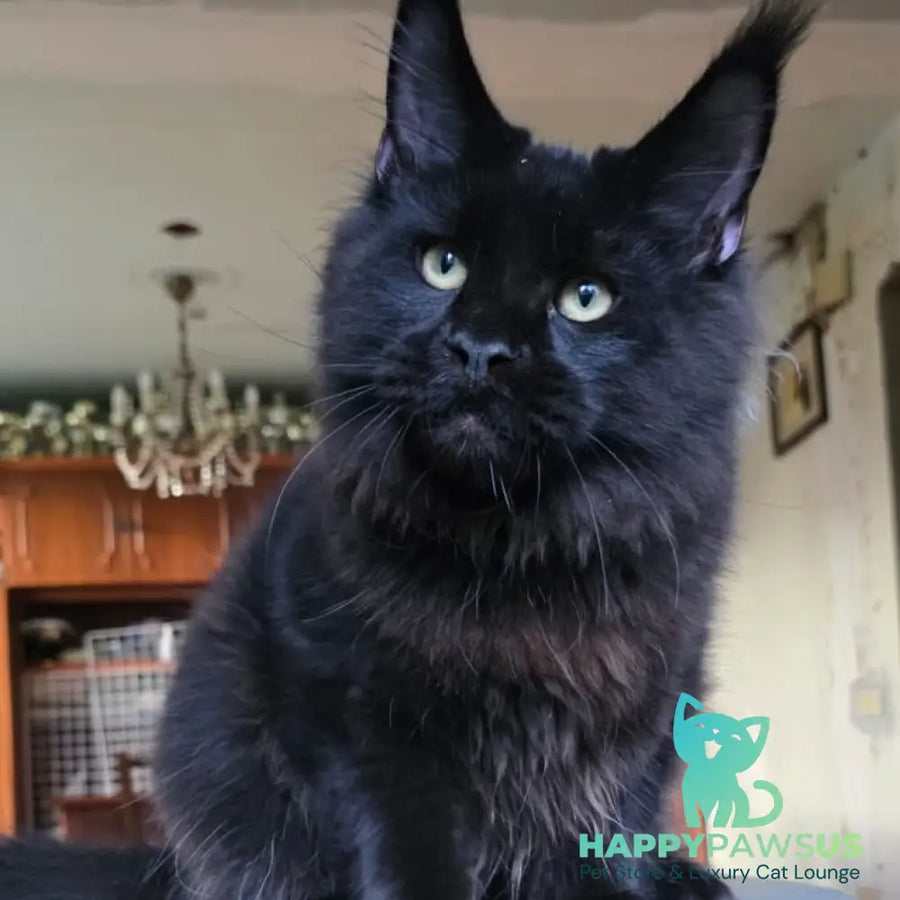 Yuppi Maine Coon male black - live animals