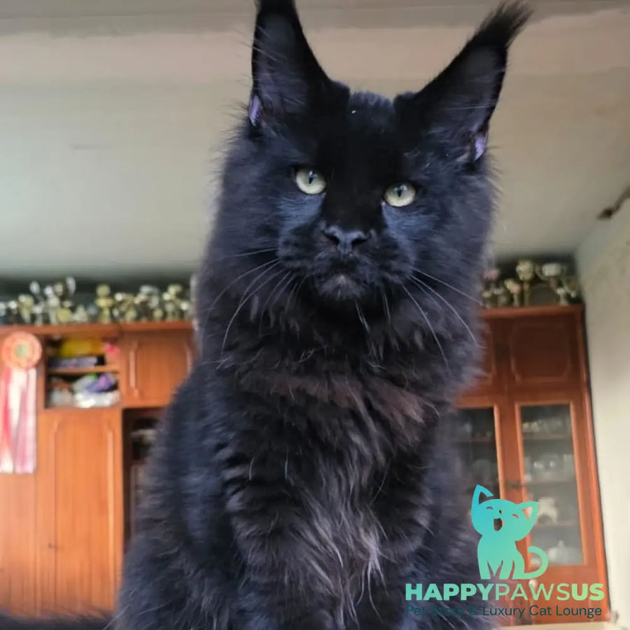 Yuppi Maine Coon male black - live animals