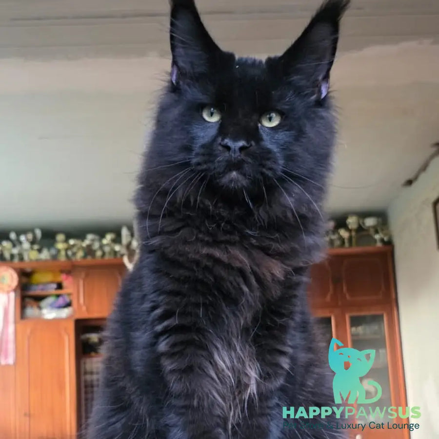Yuppi Maine Coon male black - live animals