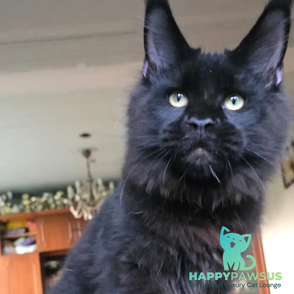 Yuppi Maine Coon male black - live animals