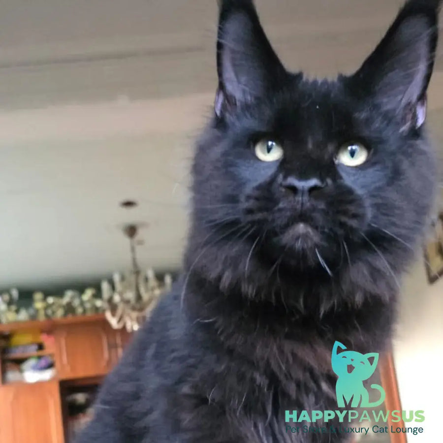 Yuppi Maine Coon male black - live animals
