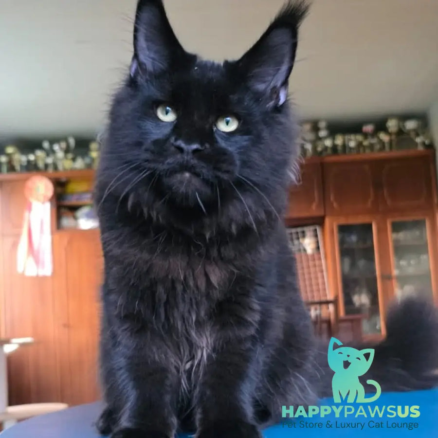 Yuppi Maine Coon male black - live animals
