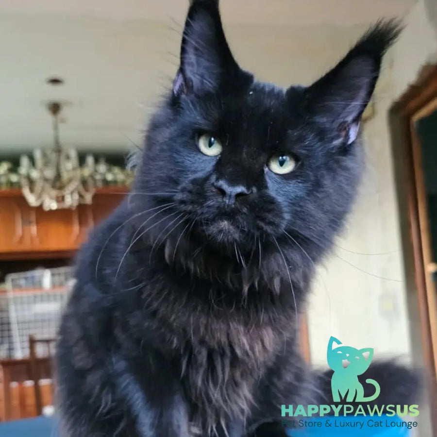 Yuppi Maine Coon male black - live animals