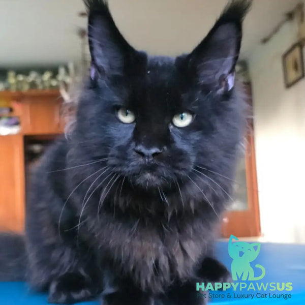 Yuppi Maine Coon male black - live animals