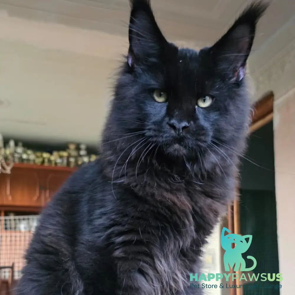 Yuppi Maine Coon male black - live animals