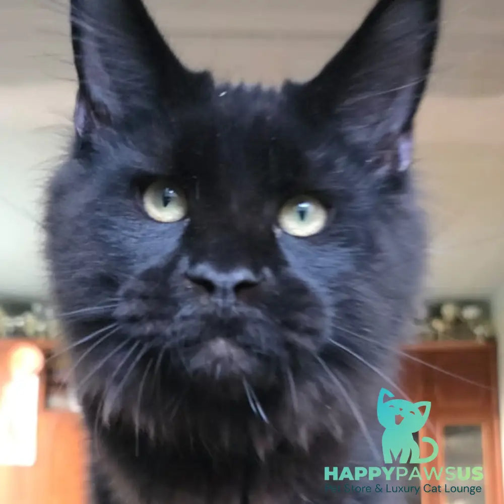 Yuppi Maine Coon male black - live animals