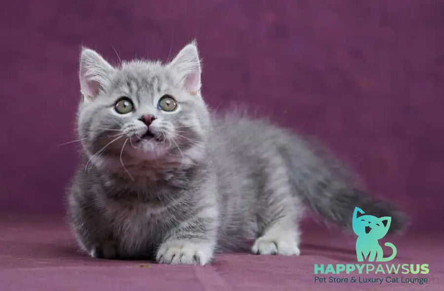 Yuri Munchkin male blue spotted tabby - live animals