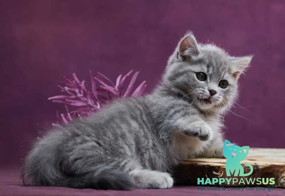 Yuri Munchkin male blue spotted tabby - live animals