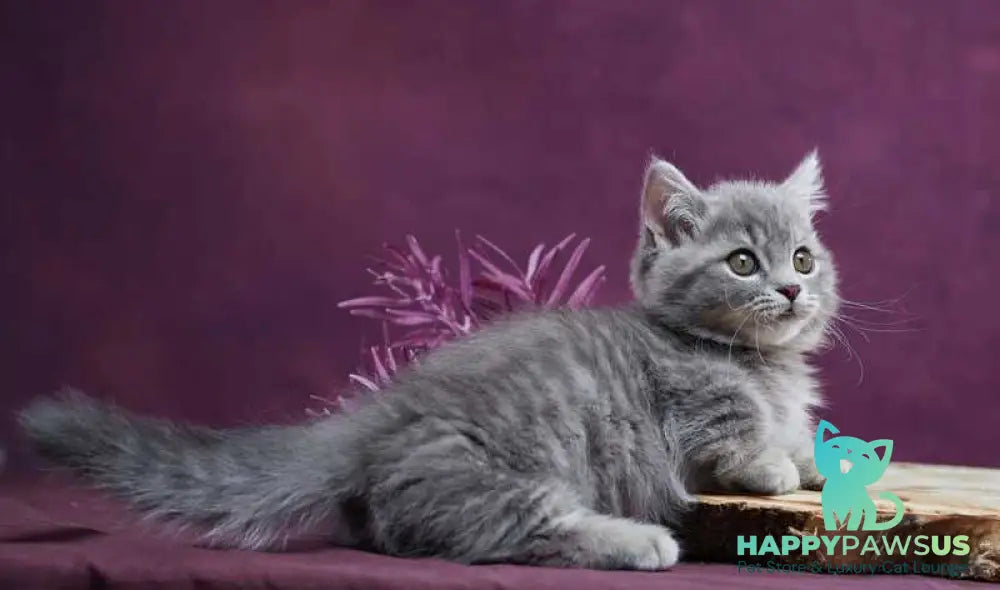 Yuri Munchkin male blue spotted tabby - live animals